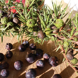 Ein Wacholderzweig und Wacholderbeeren liegen auf einer Holzscheibe.