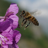 Nahaufnahme einer Biene, die eine Blüte anfliegt. Foto: Mike LeeWe/unsplash.com