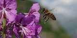 Nahaufnahme einer Biene, die eine Blüte anfliegt. Foto: Mike LeeWe/unsplash.com