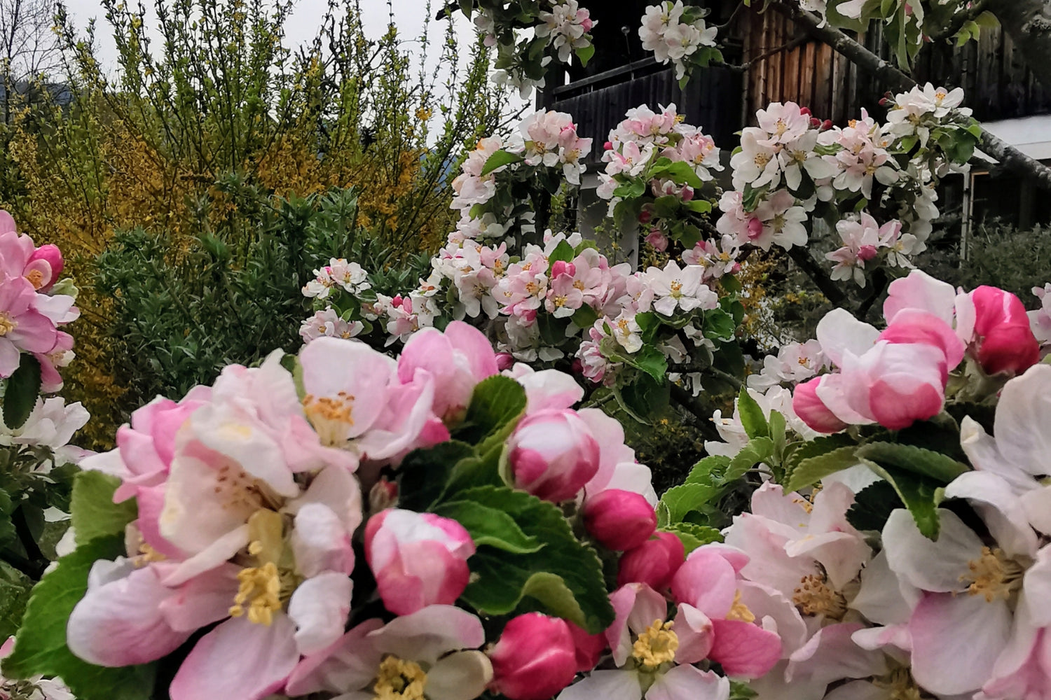 Blütenpracht im Sommer Imkerei Oberlandbrennerei